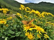 87 Senecio alpino (Senecio alpinus) con farfalla